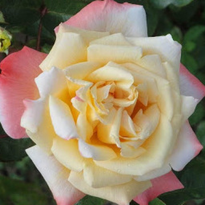 Galben auriu cu marginea petalelor roz - trandafir teahibrid